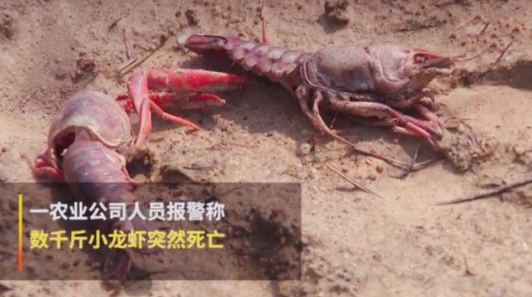 随着天气慢，对一些食物来说非常美味，它非常美味。当你吃一个小龙虾时，你可以想到它。近年来小龙虾已经很热。有商业药片的人也开始培养工艺品和虾，他们赚了很多钱，这些人最害怕小龙虾会死，但这是五月的个，吉水子江西县，成千上万英镑准备列出所有的死亡，承包商想要哭泣，没有眼泪，尚未达到龙虾的高峰季，经济损失超过6万元。起初，老板认为它是水质的，他立即创立了技术人员进行了各种测试，结果表明水质正常，当老板